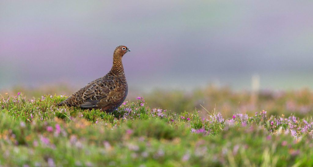 cropped-Grouse-3-1-scaled-1.jpg